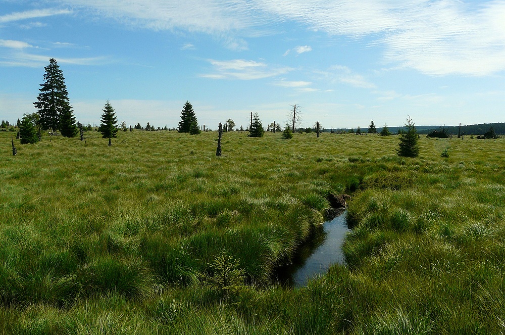 Swamp hike (3)