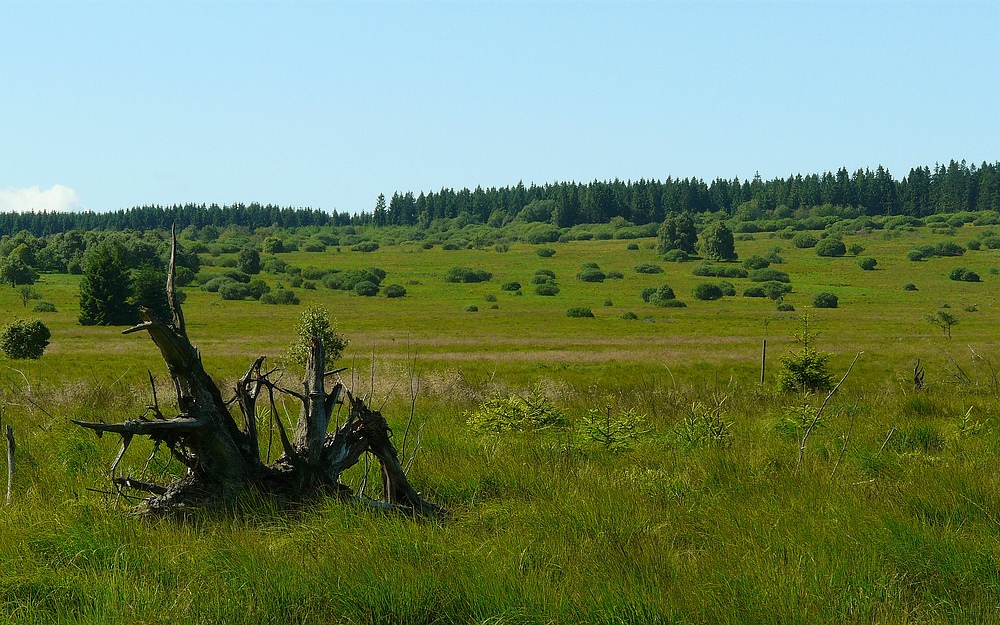 Swamp hike (4)