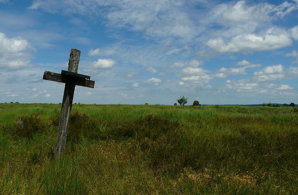 Swamp hike (6)