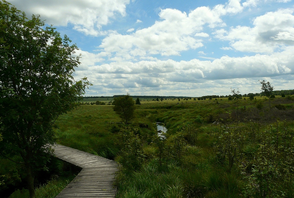 Swamp hike (7)