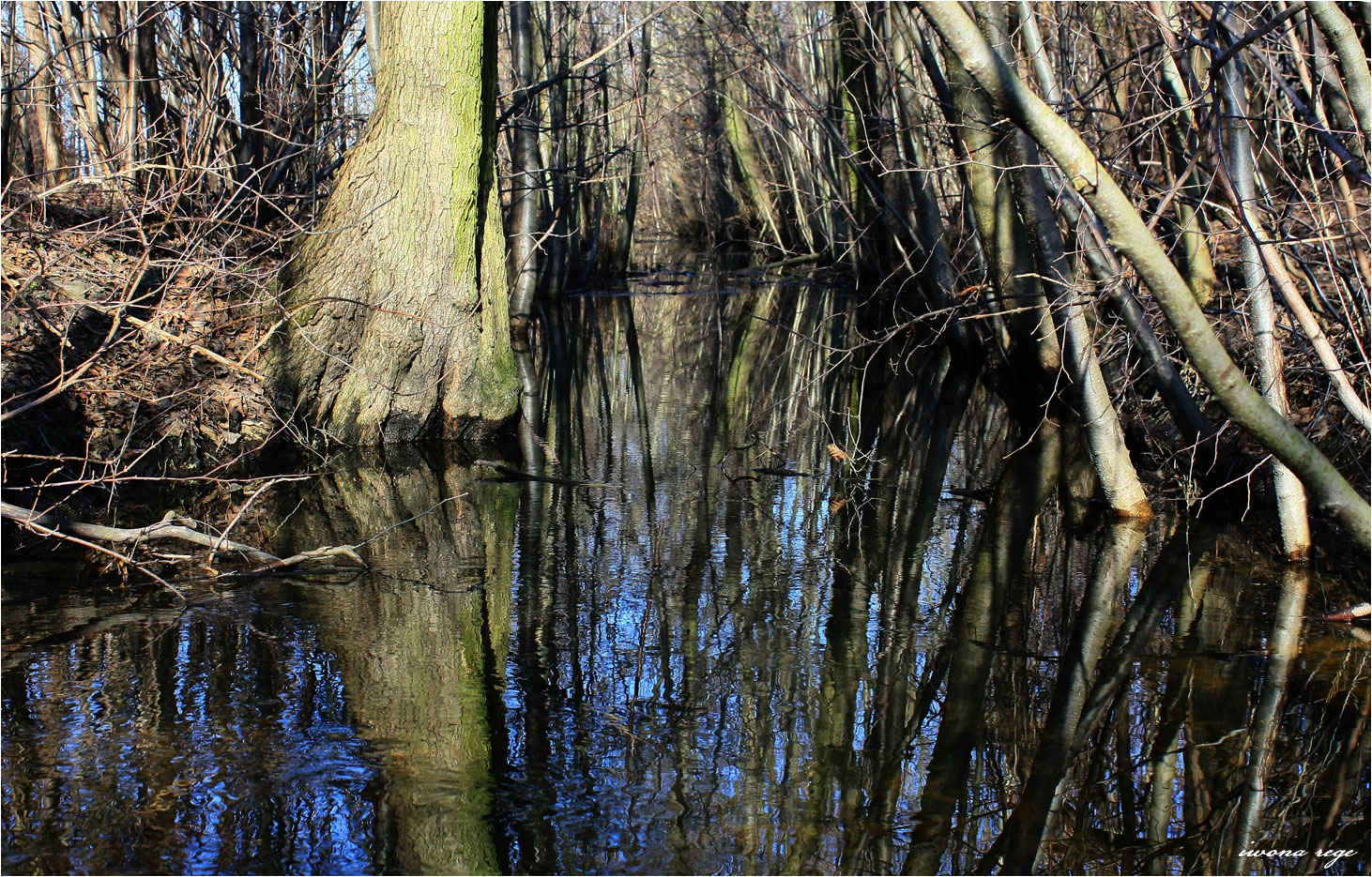 Swamp in early spring