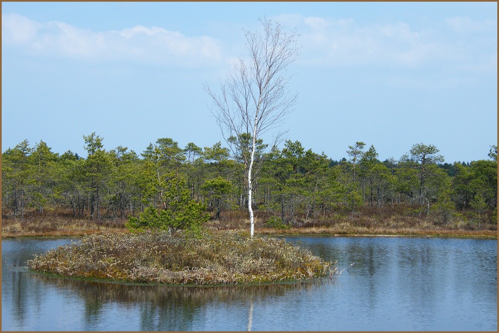 Swamp in spring