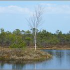 Swamp in spring