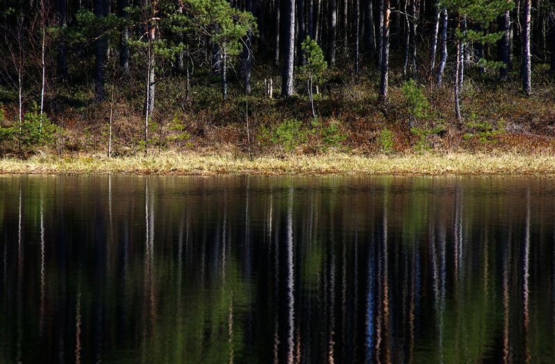 Swamp Keressaare