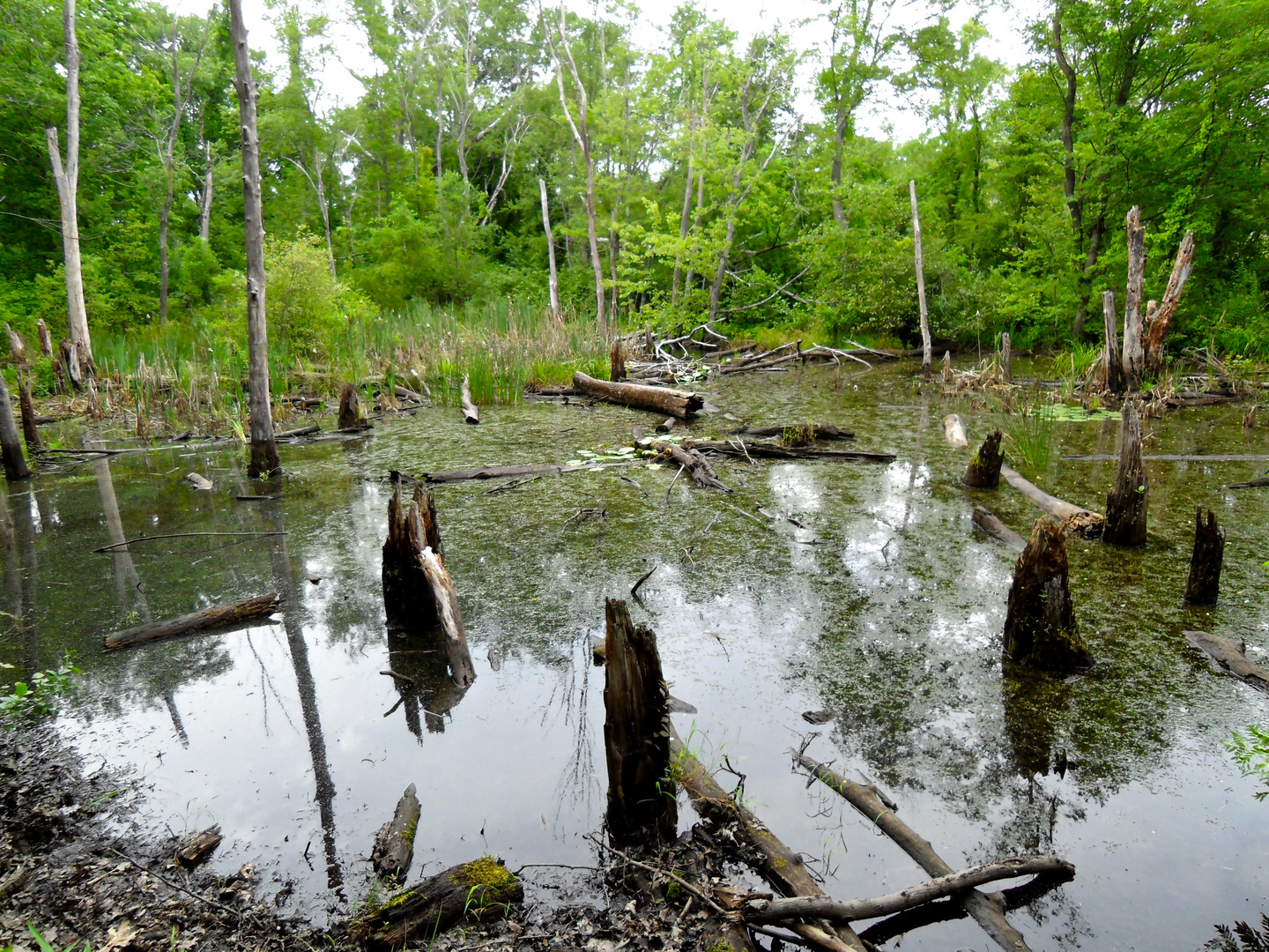 Swamp lake in a forest