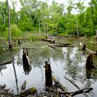 Swamp lake in a forest