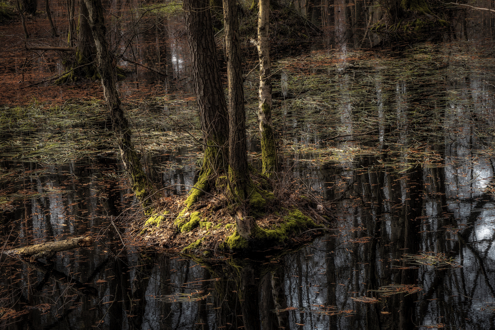 Swamp Light