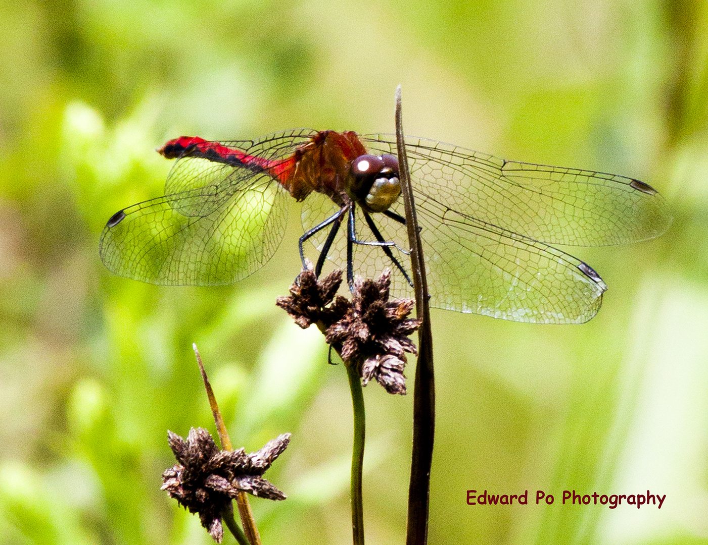 Swamp Red DragonFly