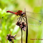 Swamp Red DragonFly