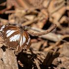 Swamp Tiger - Malaiischer Tiger