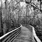 Swamp-Trail