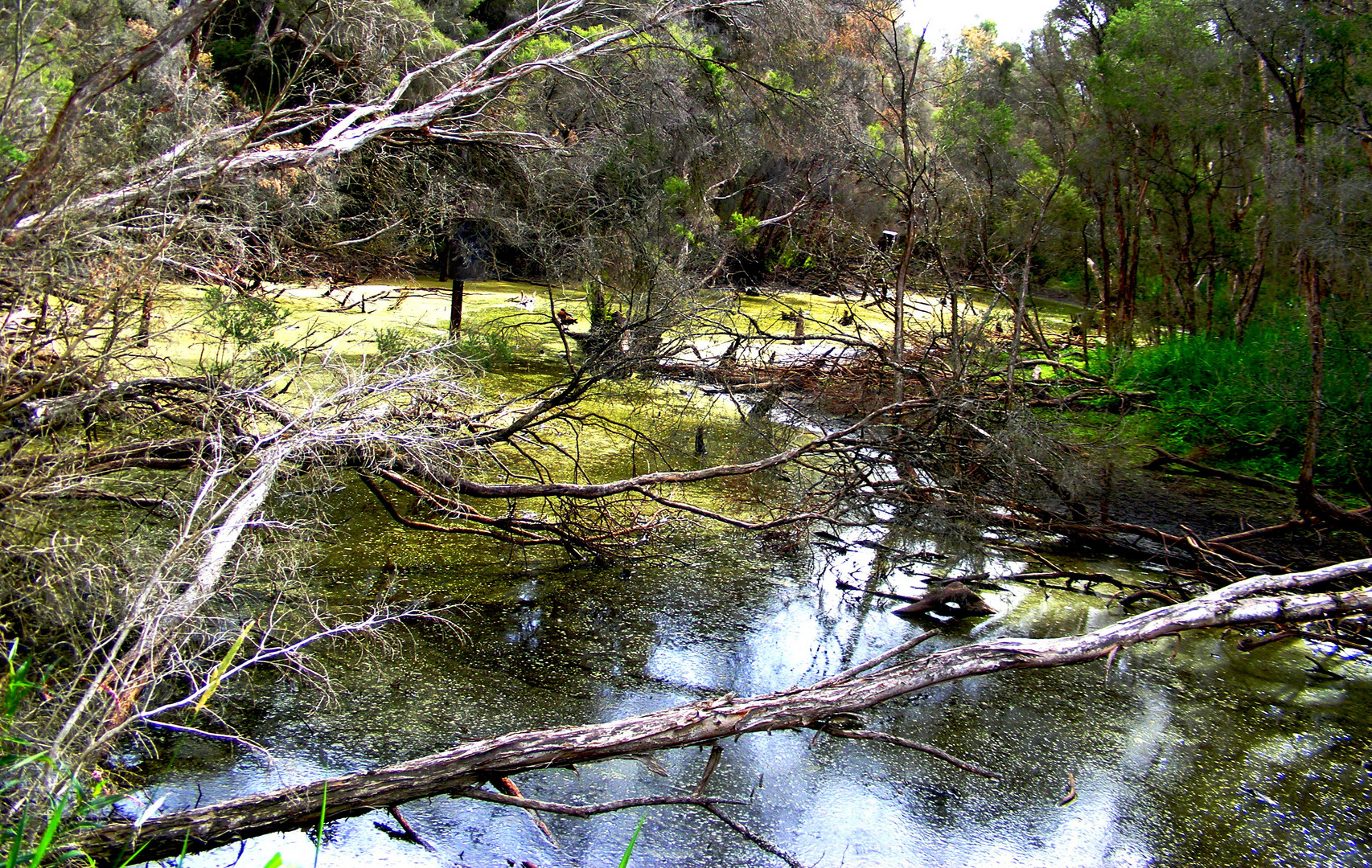 Swamp Vegetation