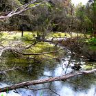 Swamp Vegetation