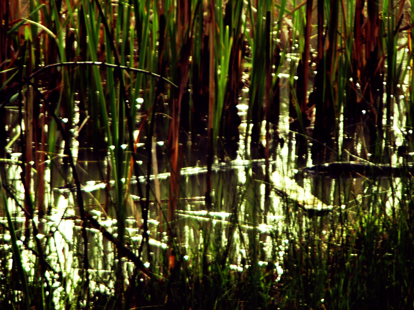 Swamp Vegetation