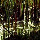 Swamp Vegetation