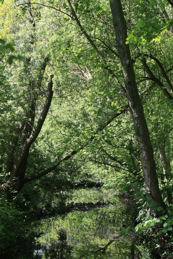 Swampland between Innsmouth and Arkham