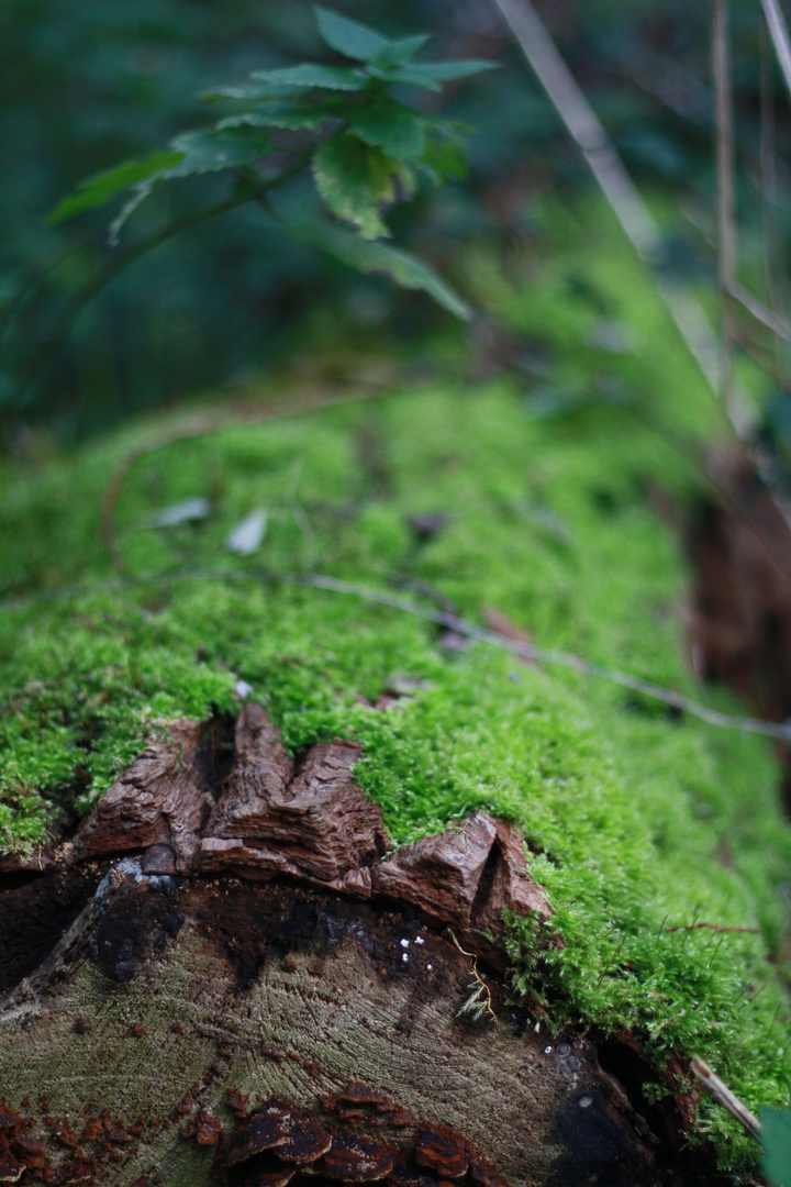 Swampland detail close to Arkham