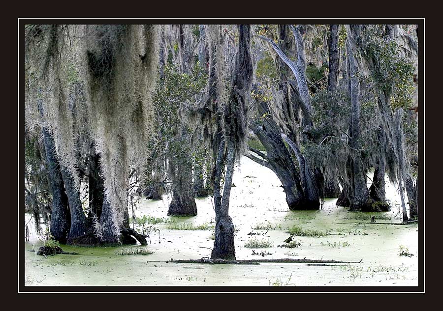 ..swamps ....