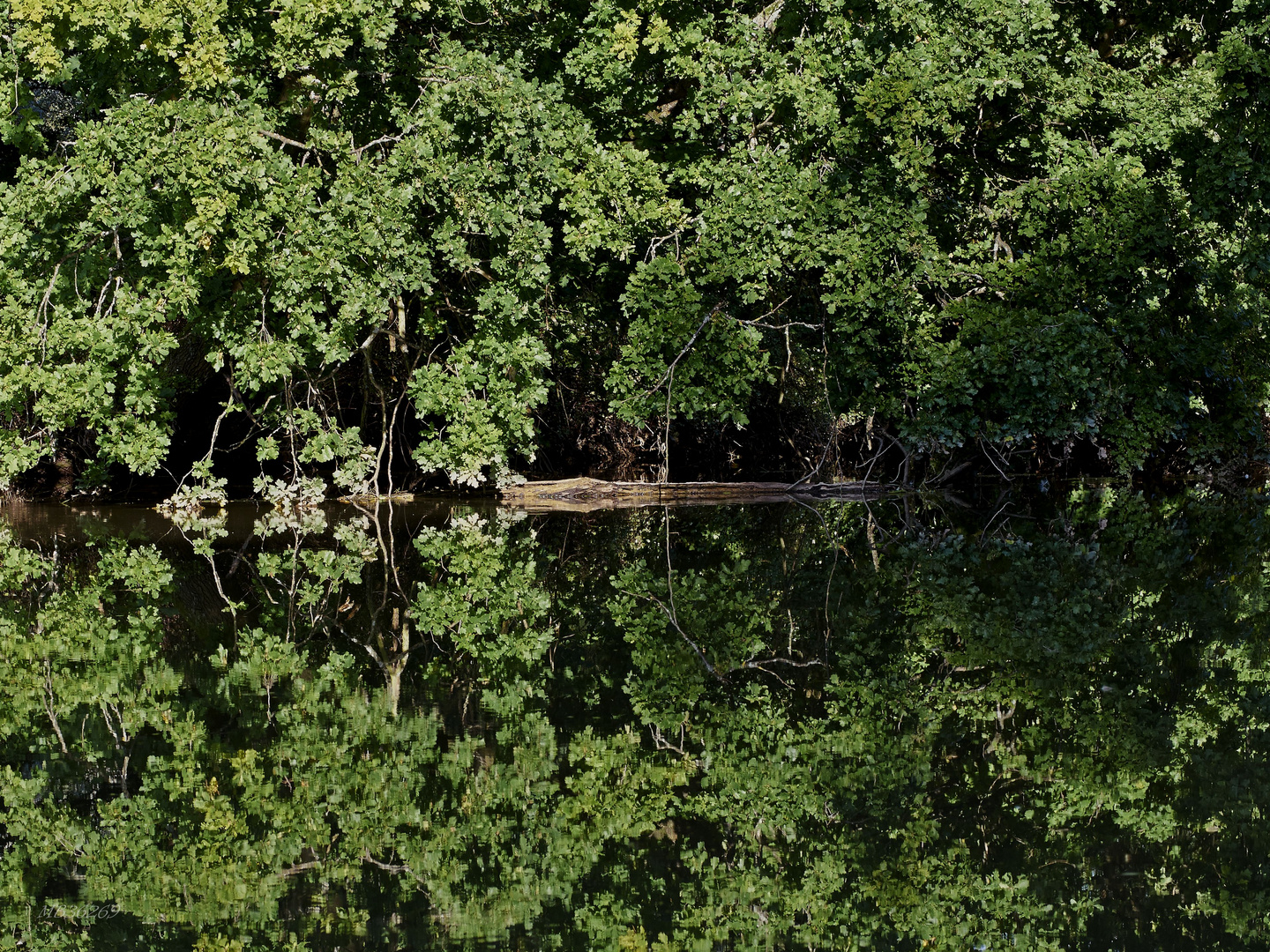 Swamps in Louisiana? Nö, Uferböschung der Werra..