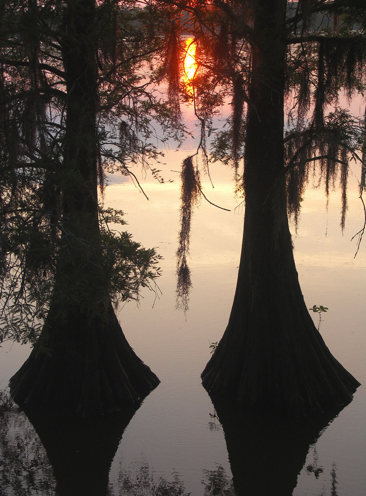 Swamps, Louisiana