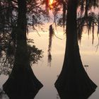 Swamps, Louisiana