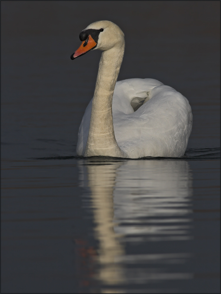 ~ swan ~