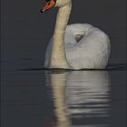 ~ swan ~