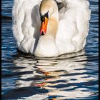 Swan