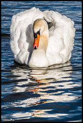 Swan