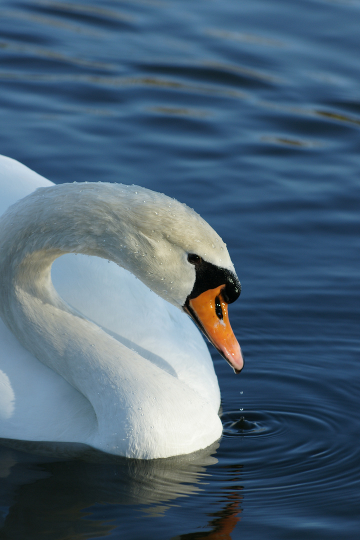 Swan