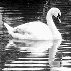 swan