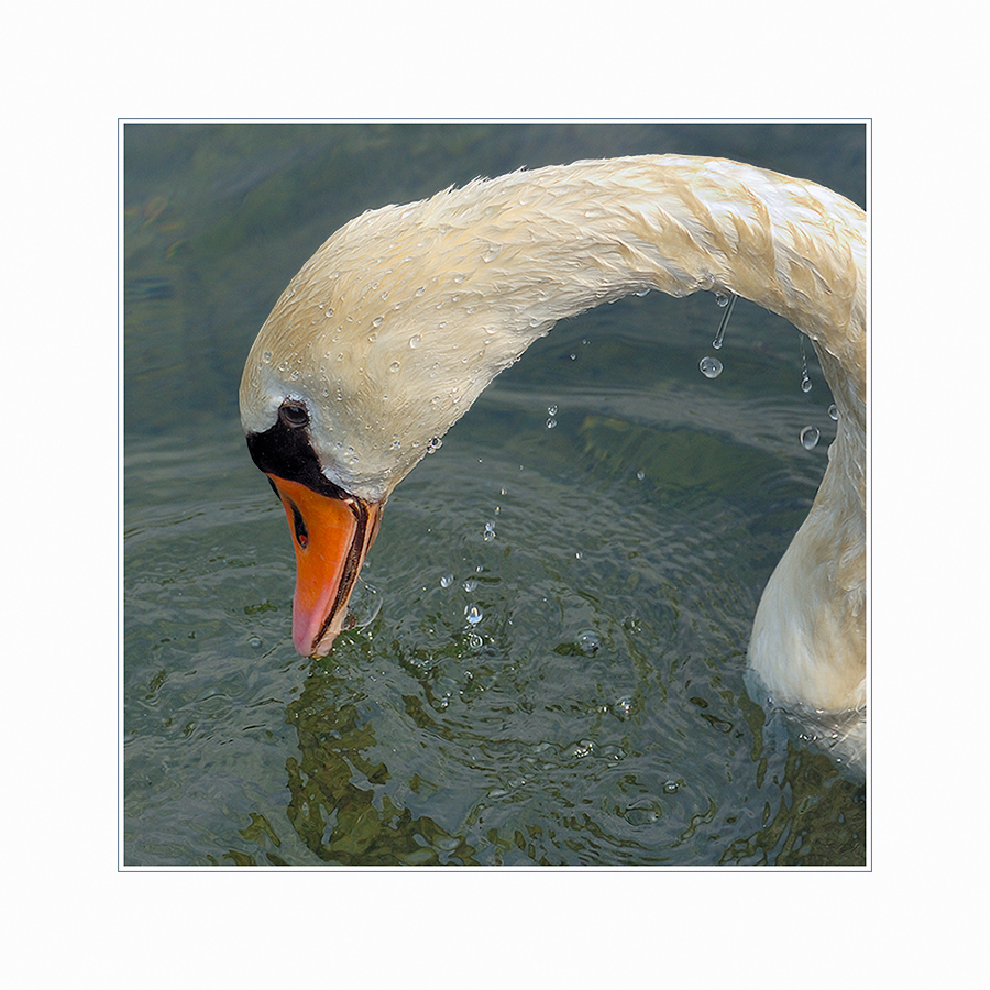 Swan 1...