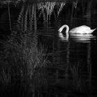 swan