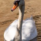 Swan