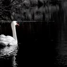 Swan ...