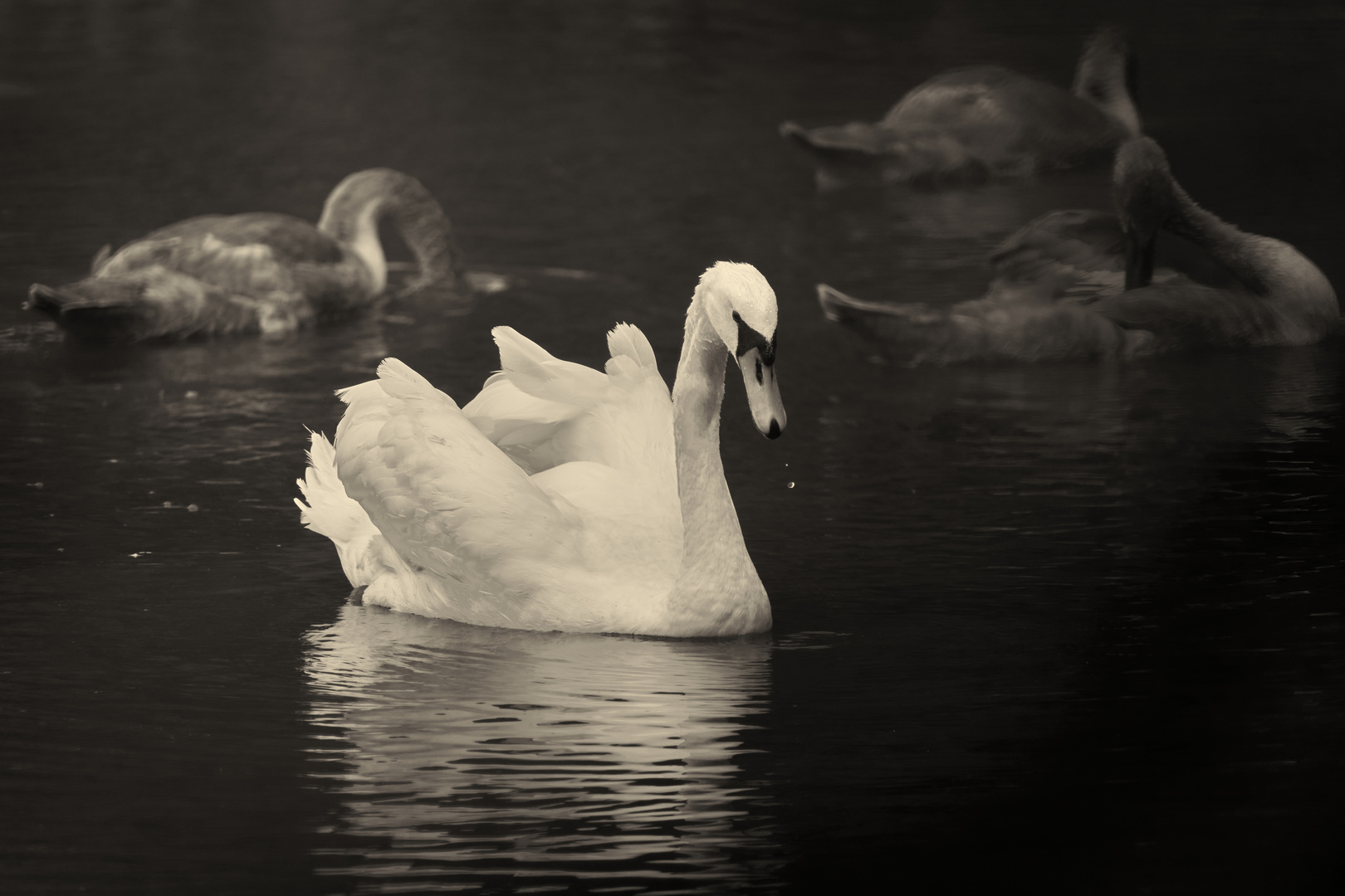 Swan