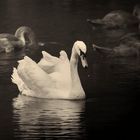 Swan