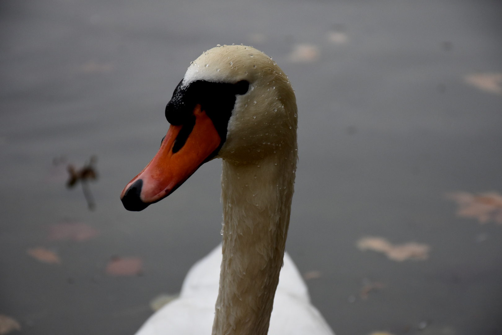 Swan 2