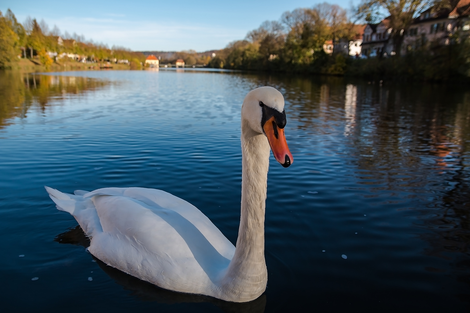 Swan Foto & Bild tiere, wildlife, wild lebende vögel Bilder auf