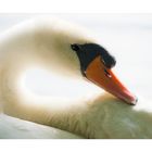 Swan....