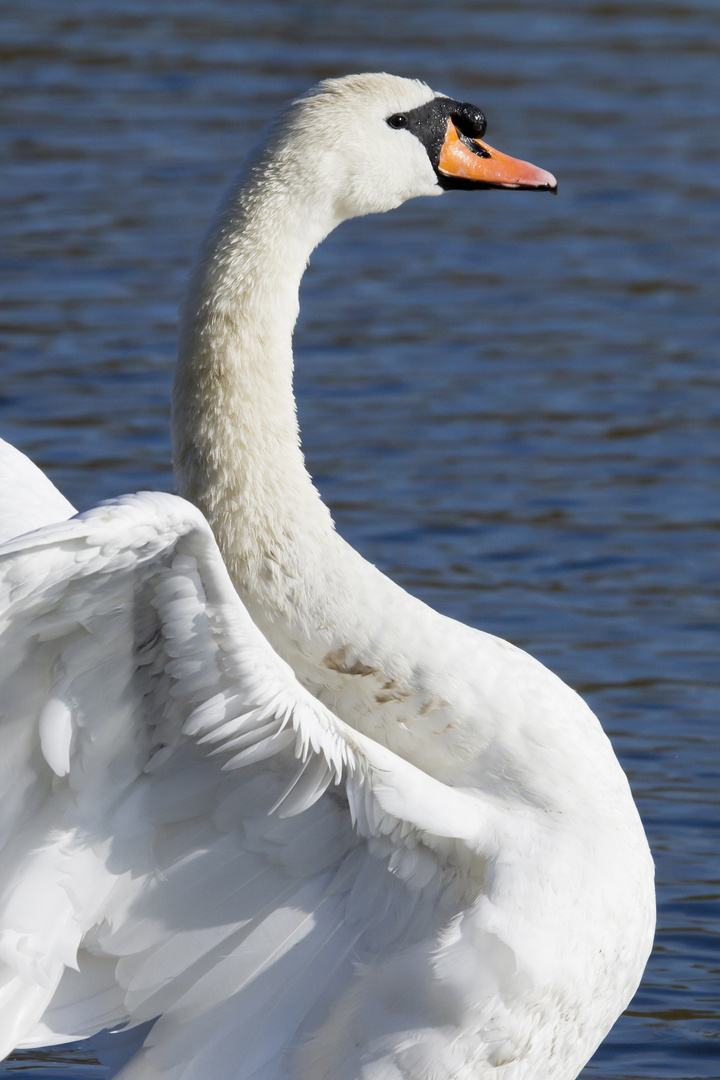 Swan