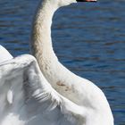 Swan