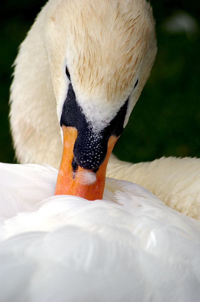 swan