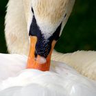 swan