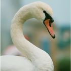 swan