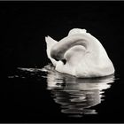 Swan