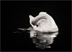 Swan