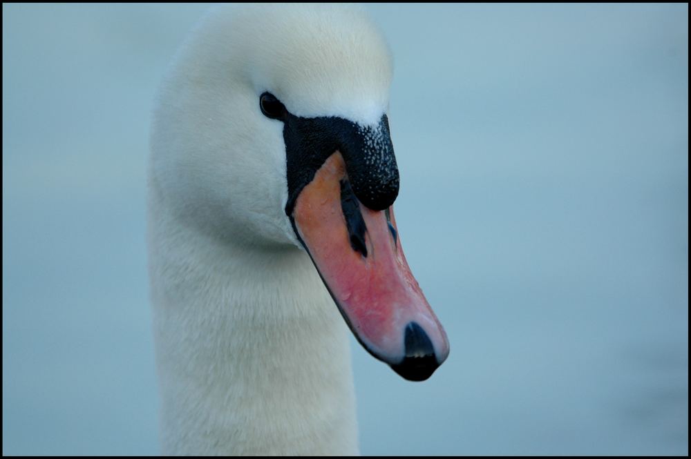 Swan