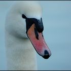 Swan