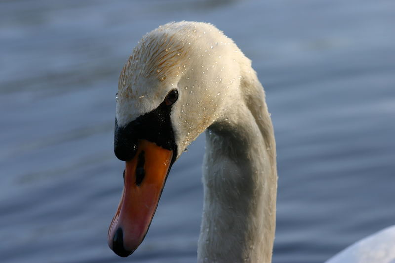 Swan